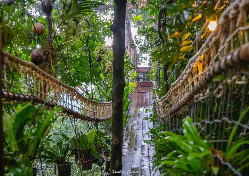 image showing tree canopy samui tour