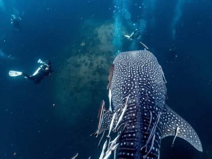 Scuba Diving Koh Samui