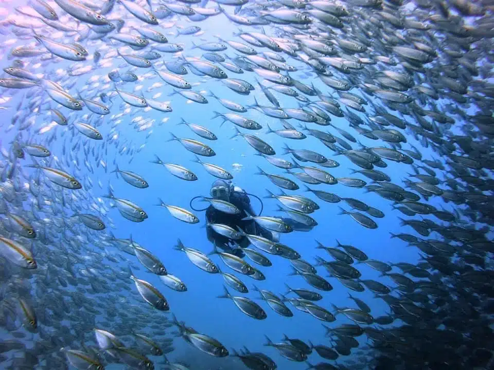 scuba diving koh tao