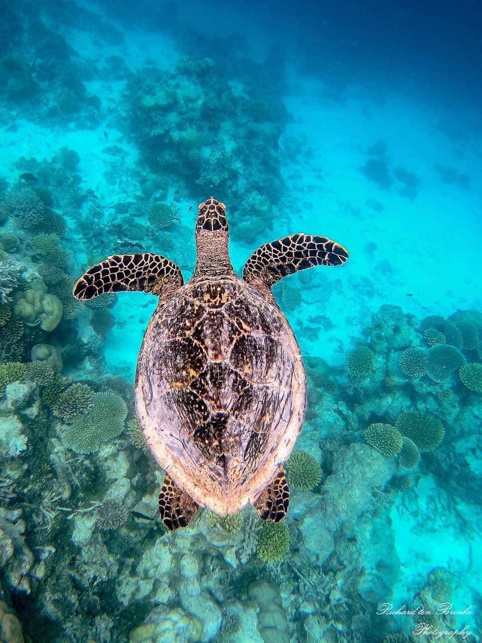 turtle koh tao