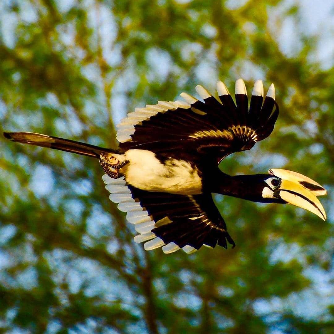 toucan